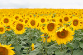 Razom Recommends August 2025: Ukraine Independence Day Events