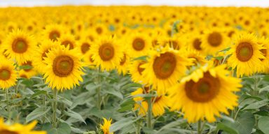Razom Recommends August 2025: Ukraine Independence Day Events