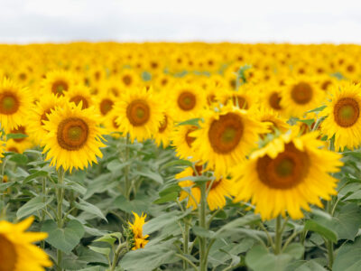 Razom Recommends August 2025: Ukraine Independence Day Events